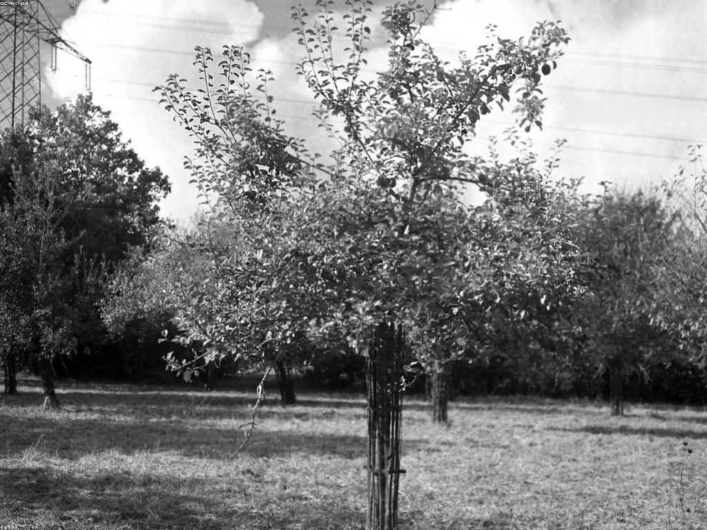 សារៈសំខាន់នៃការប្រកួតអាជីព